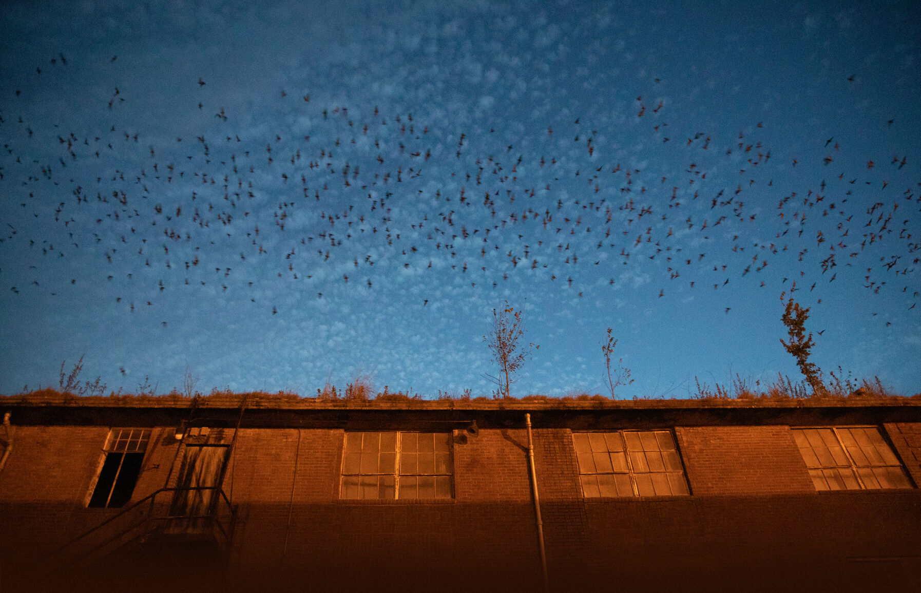 Bat Flitting Crazy